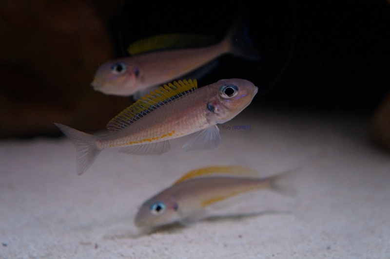 Xenotilapia flavipinnis 'Mutondwe (Crocodile) Island'